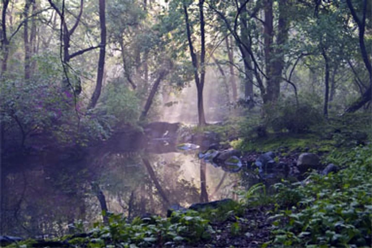 Azalea Pond in Central Park