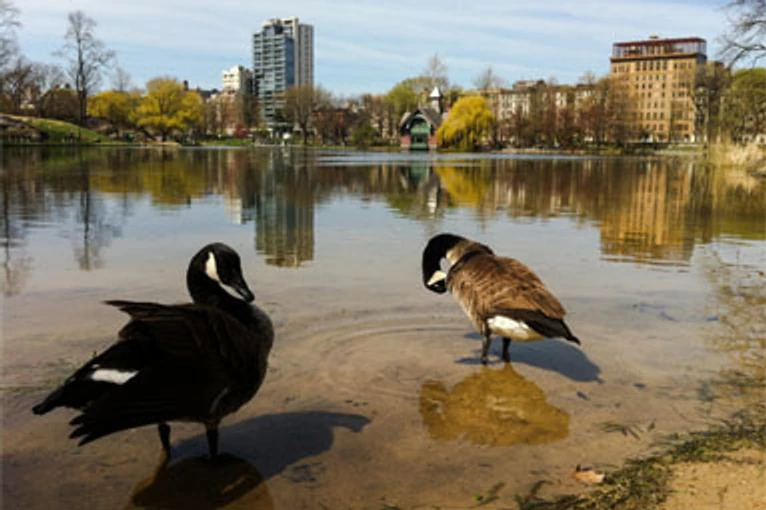 Harlem Meer in Central Park