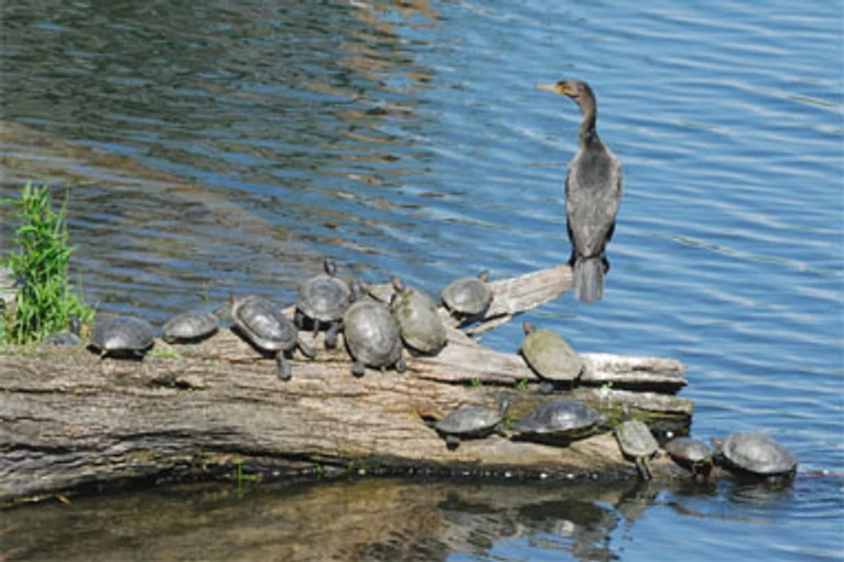 Turtle Pond in Central Park